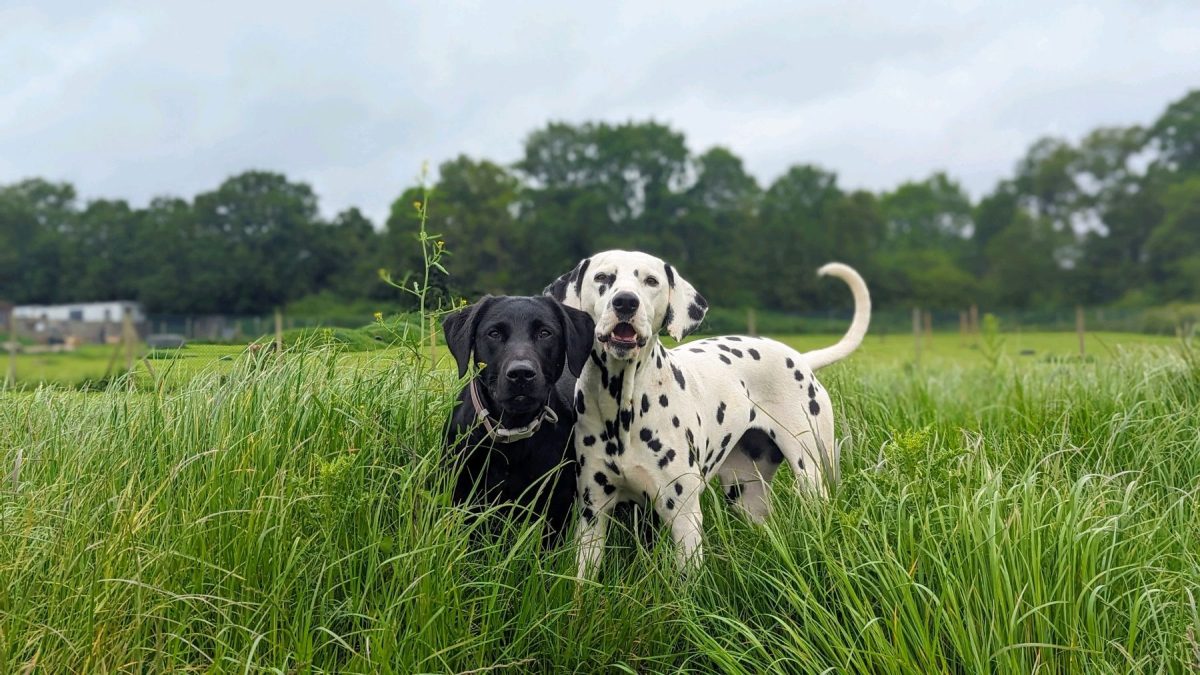 Dalmatian & labrador in a field of long grass