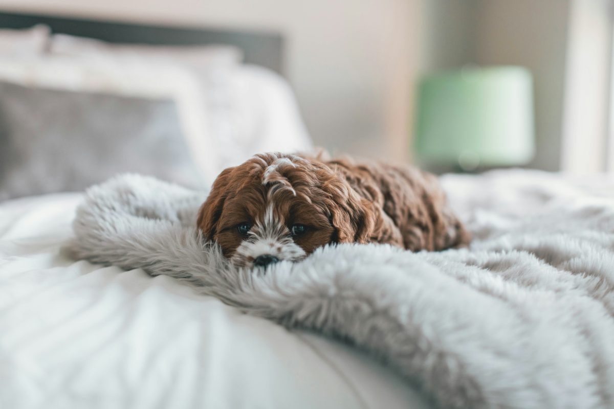 PetsPyjamas offer tonnes of dog-friendly extras