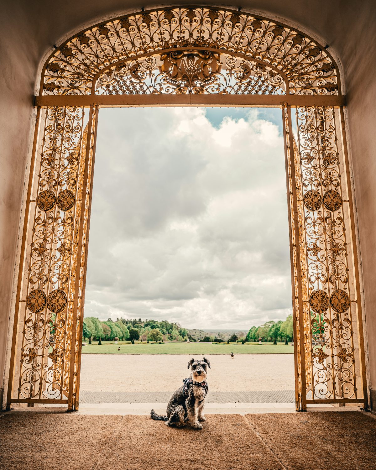 Dog sitting in the doorway