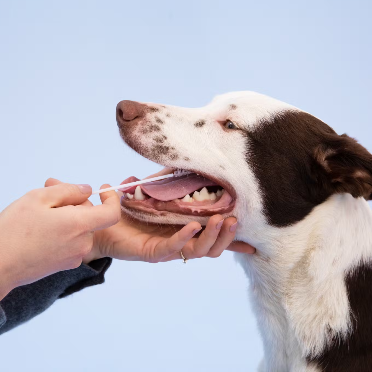 DNA Swab for Wisdom Panel DNA Test