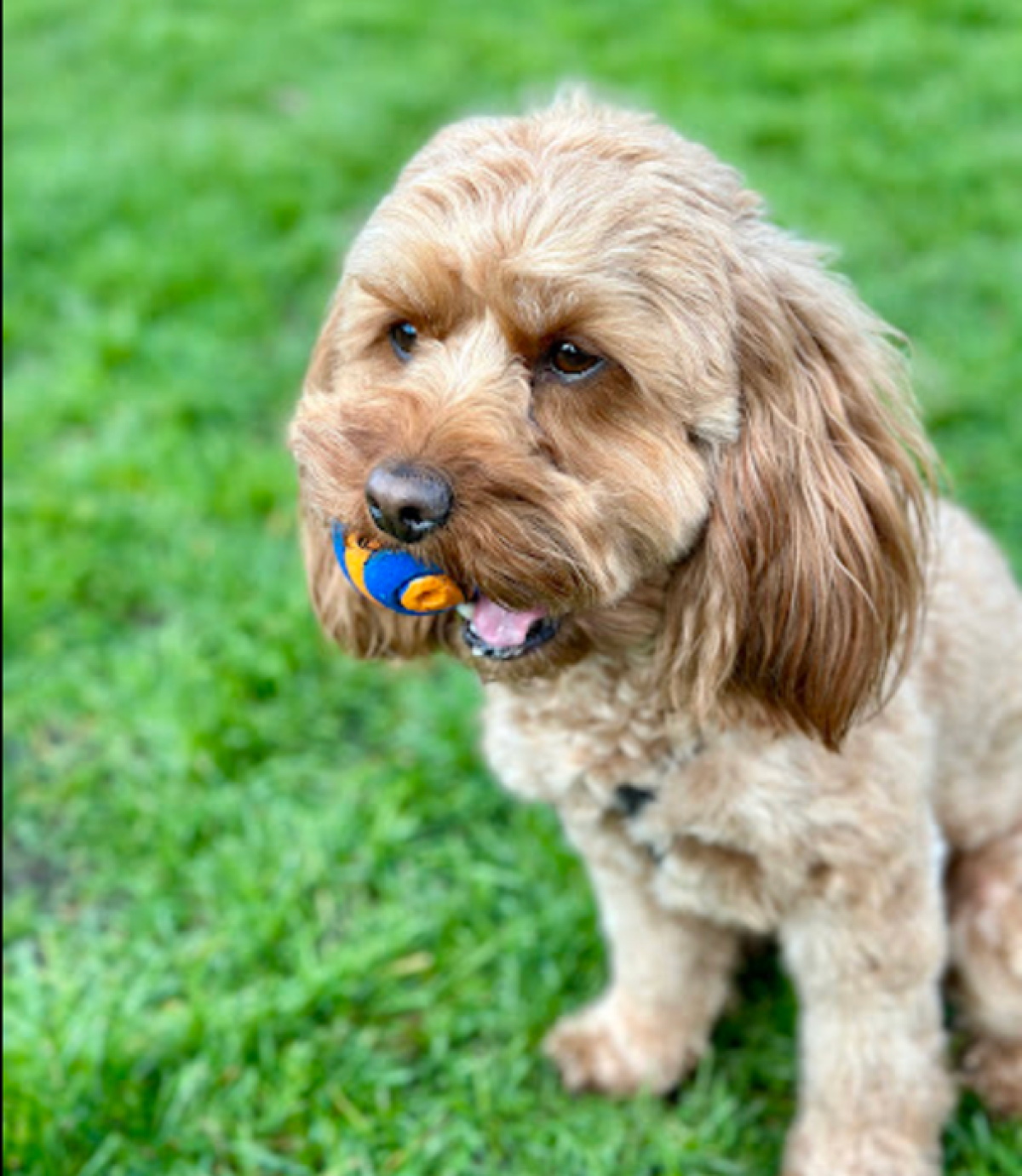cavapoo with ball in mouth