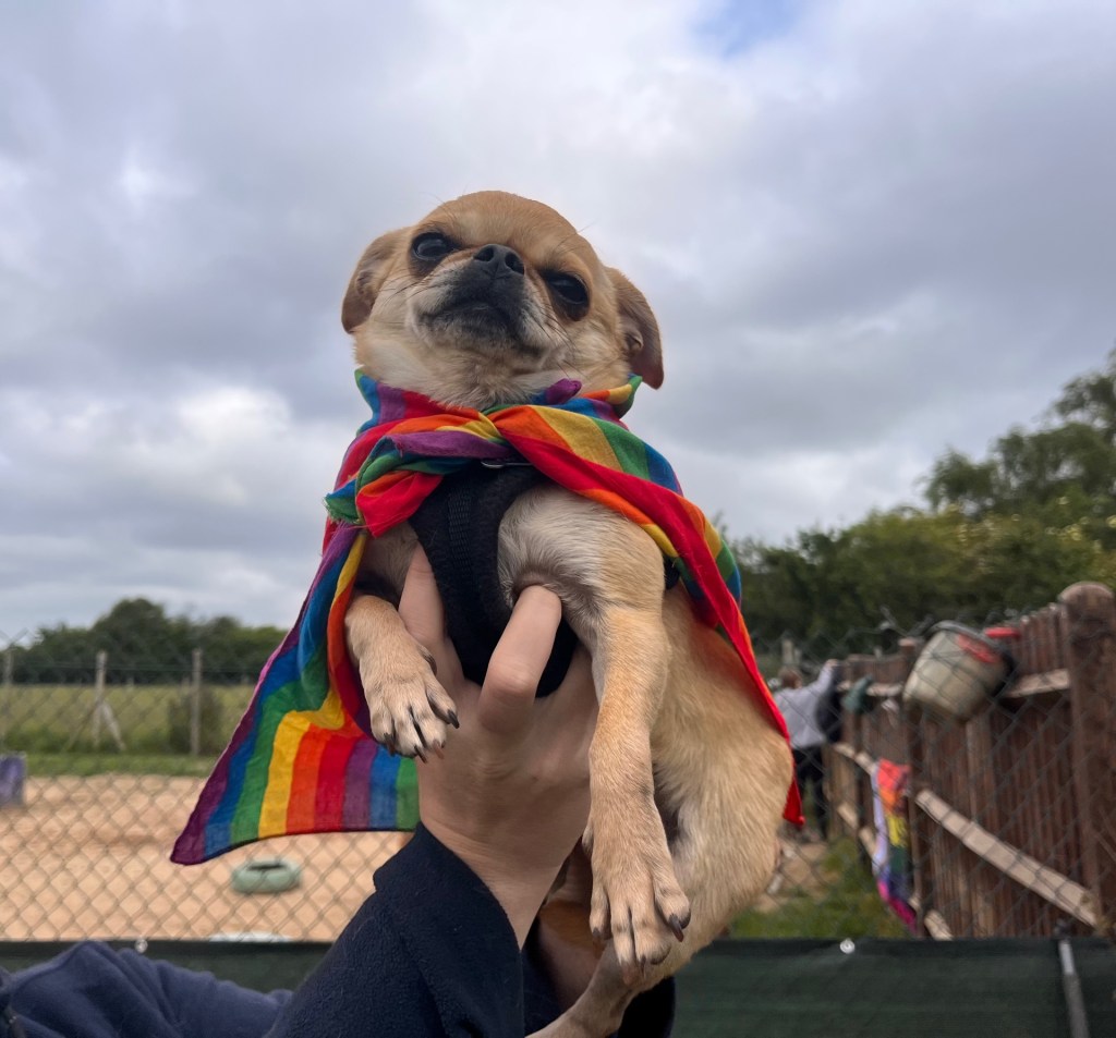 Poppy the chug