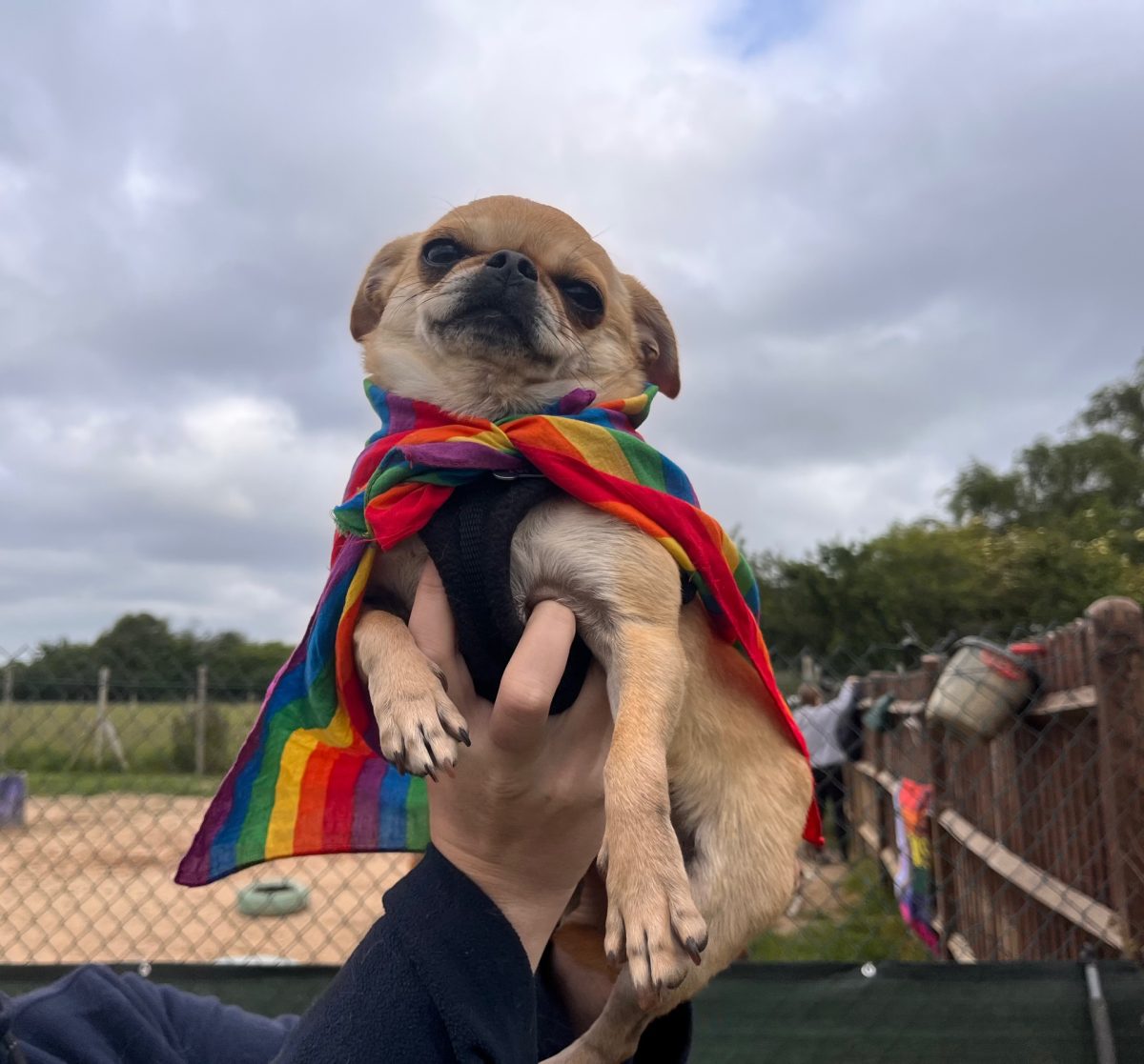 Poppy the chug