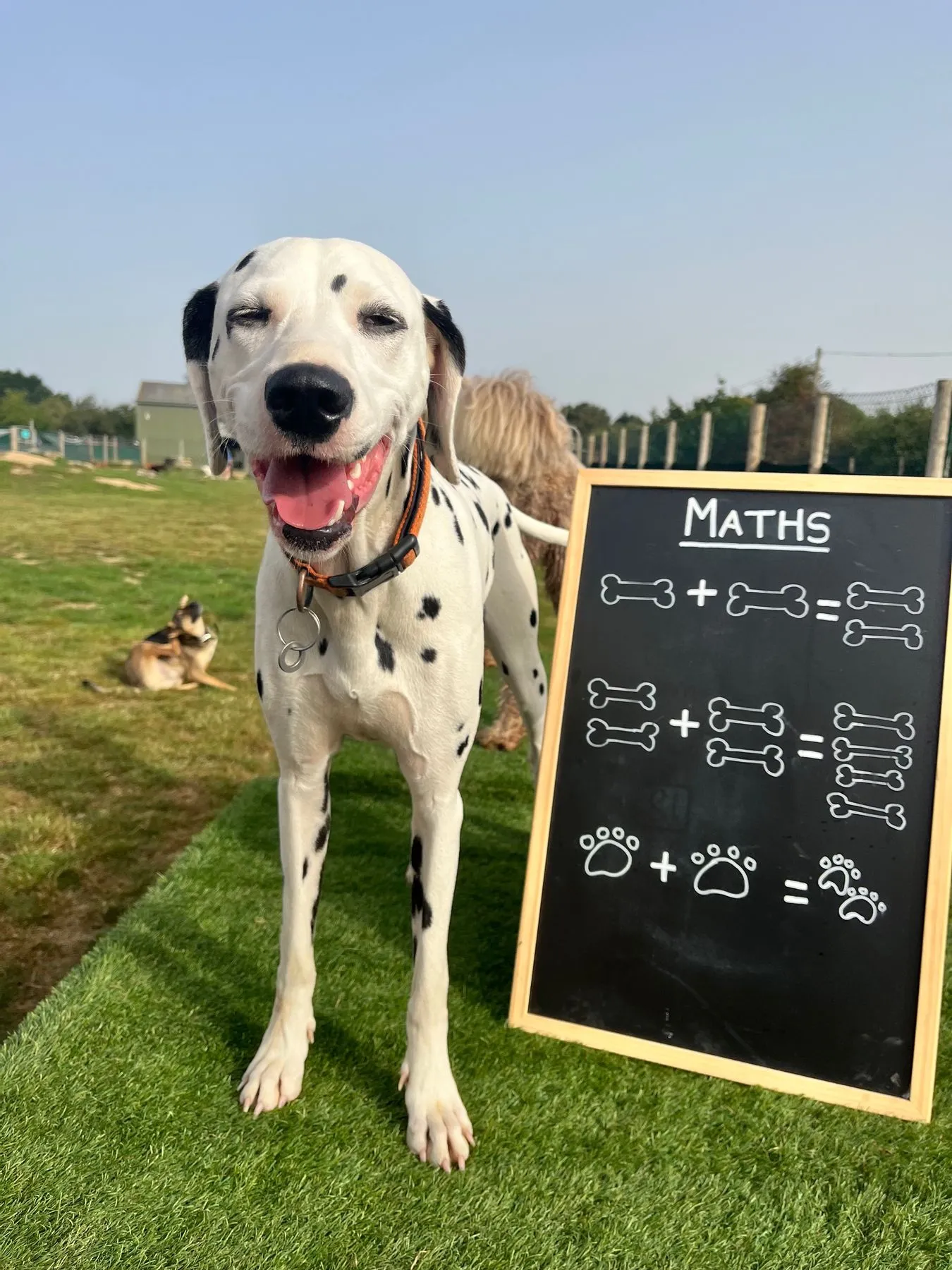 A dog playing at Bruce's day care