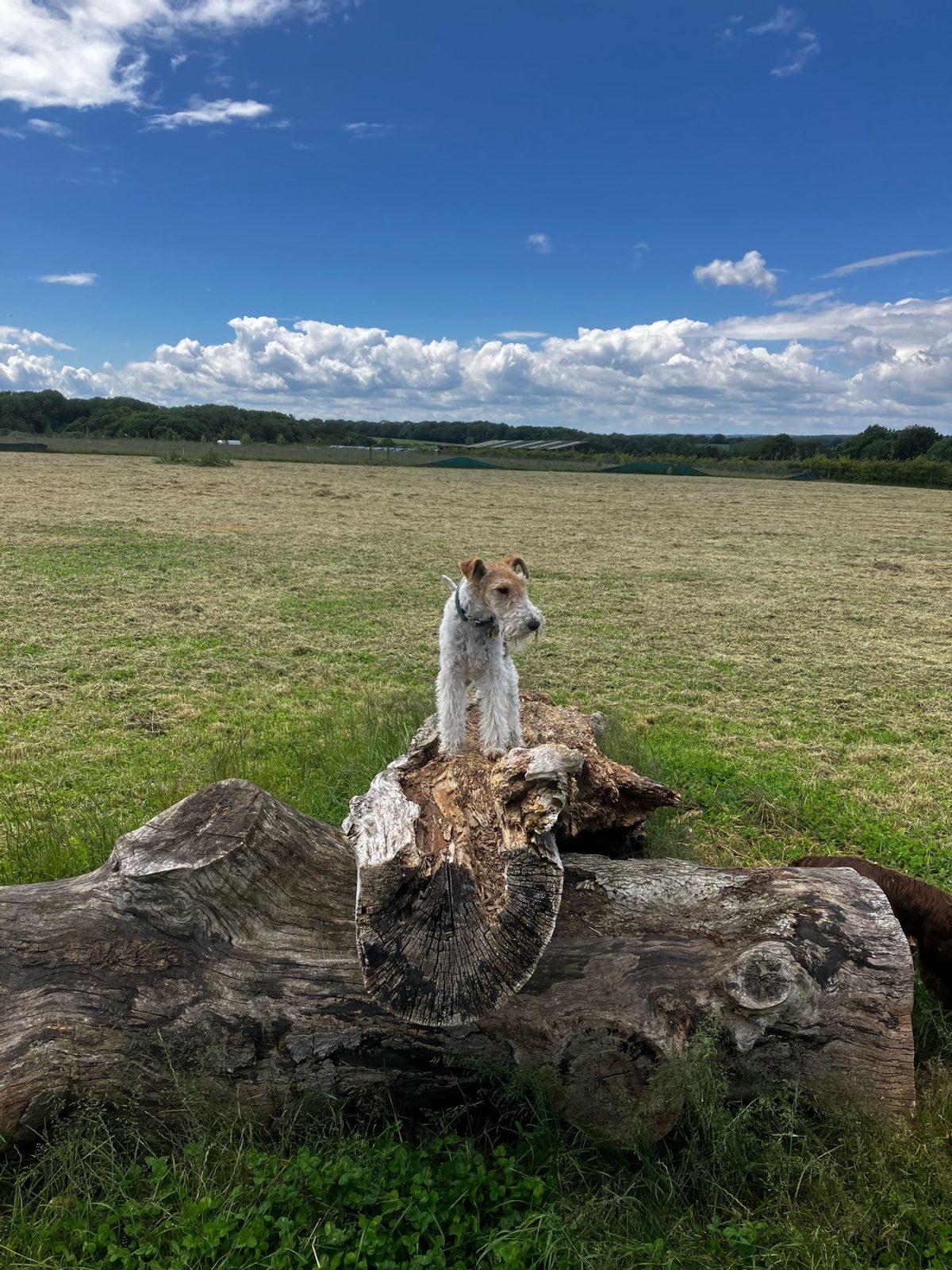 Miniature schnauzer standing on a tree