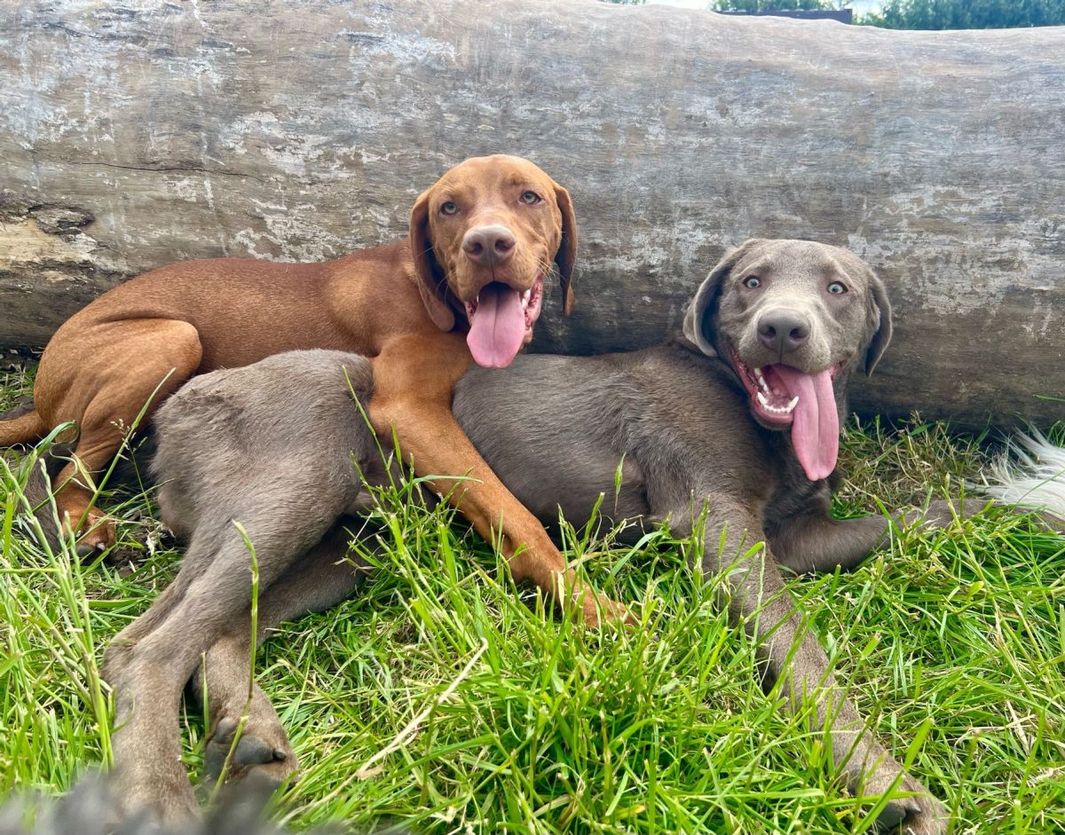 two happy dogs cuddling in grass