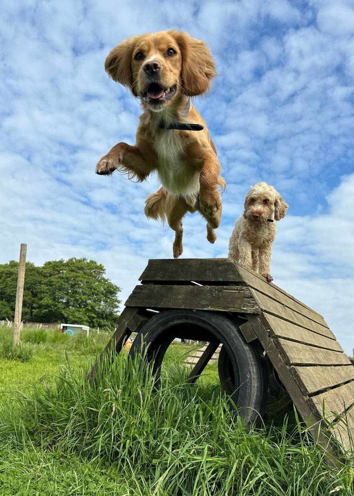 Doggy Day Care Cobham