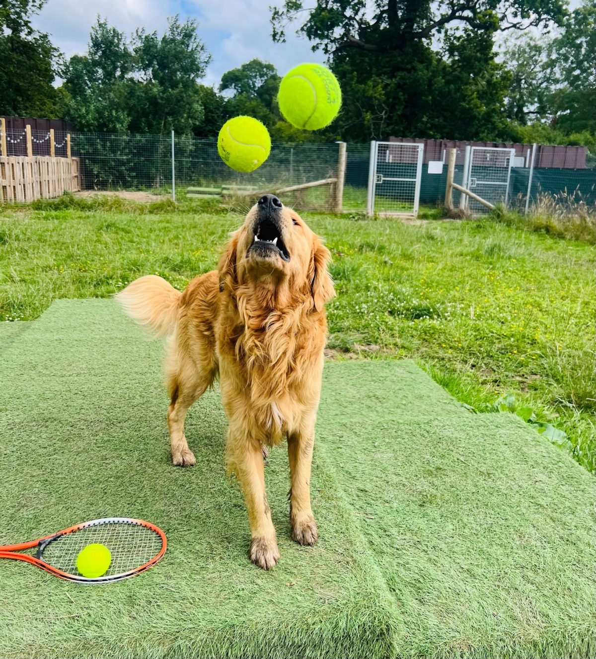 golden retriever with giant tennis balls