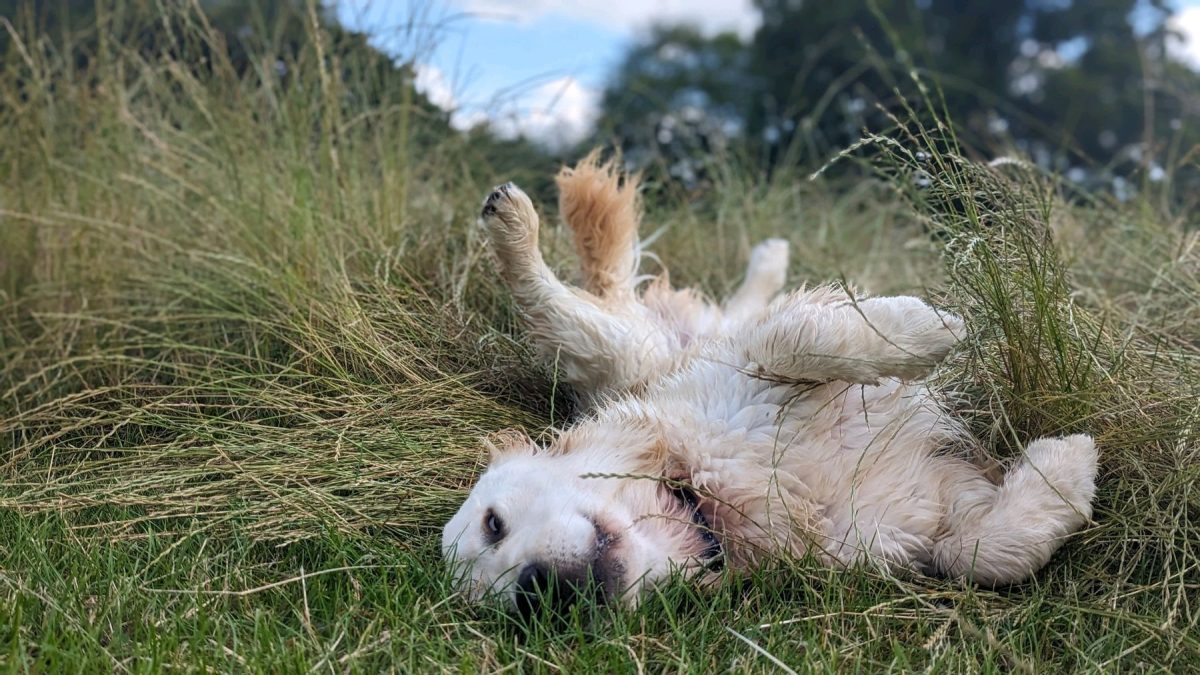 dog-rolling-grass