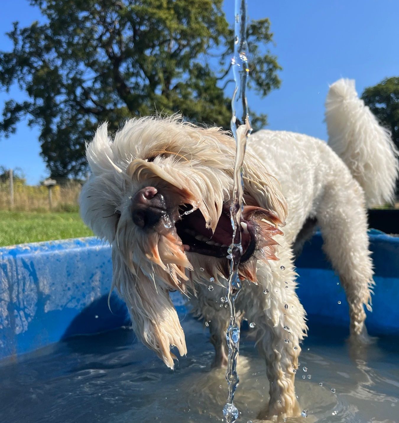 A dog enjoying day care at Bruce's