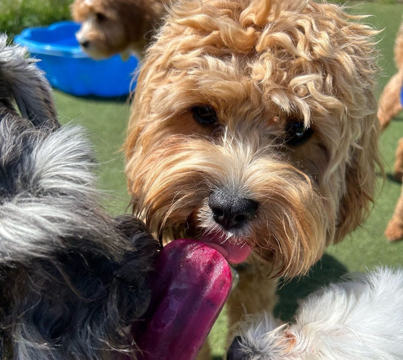 A dog having fun at Bruce's day care