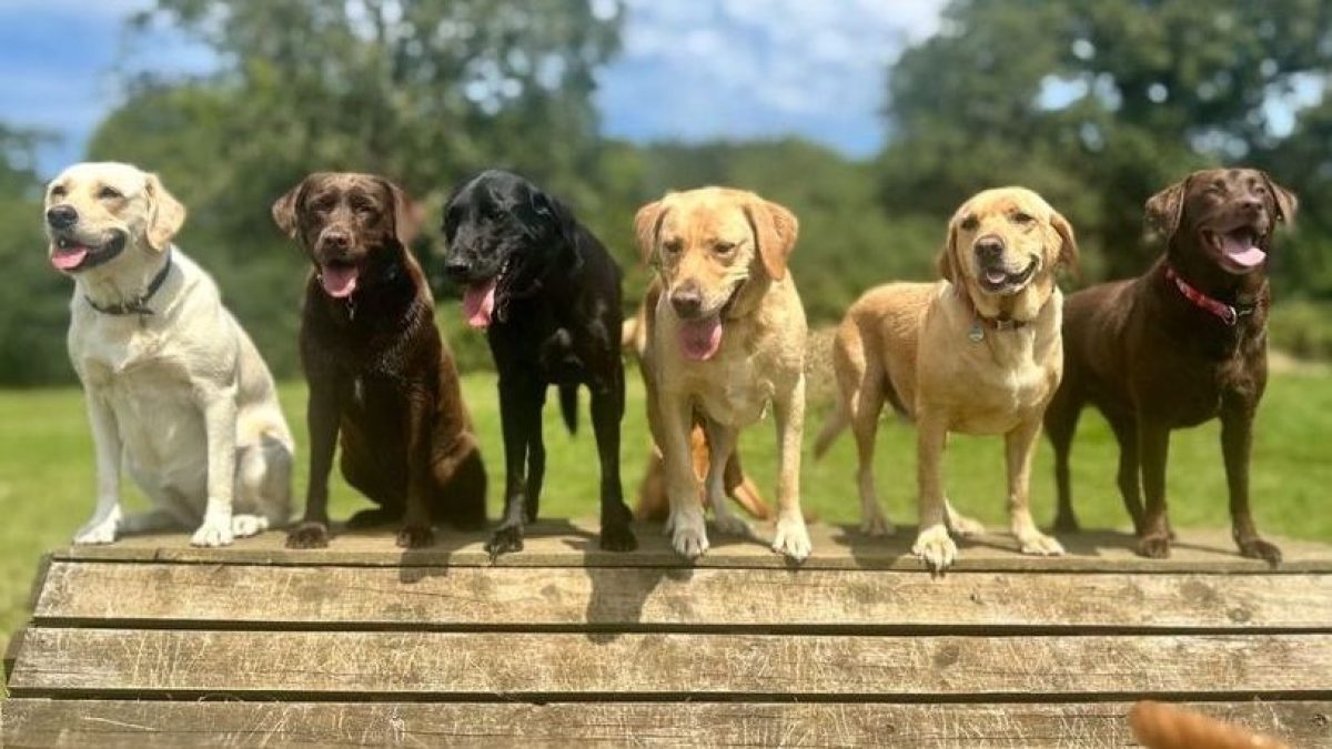 dog line up
