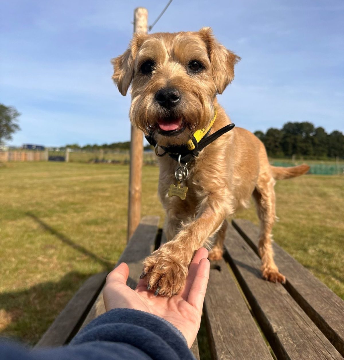 Small dog giving paw