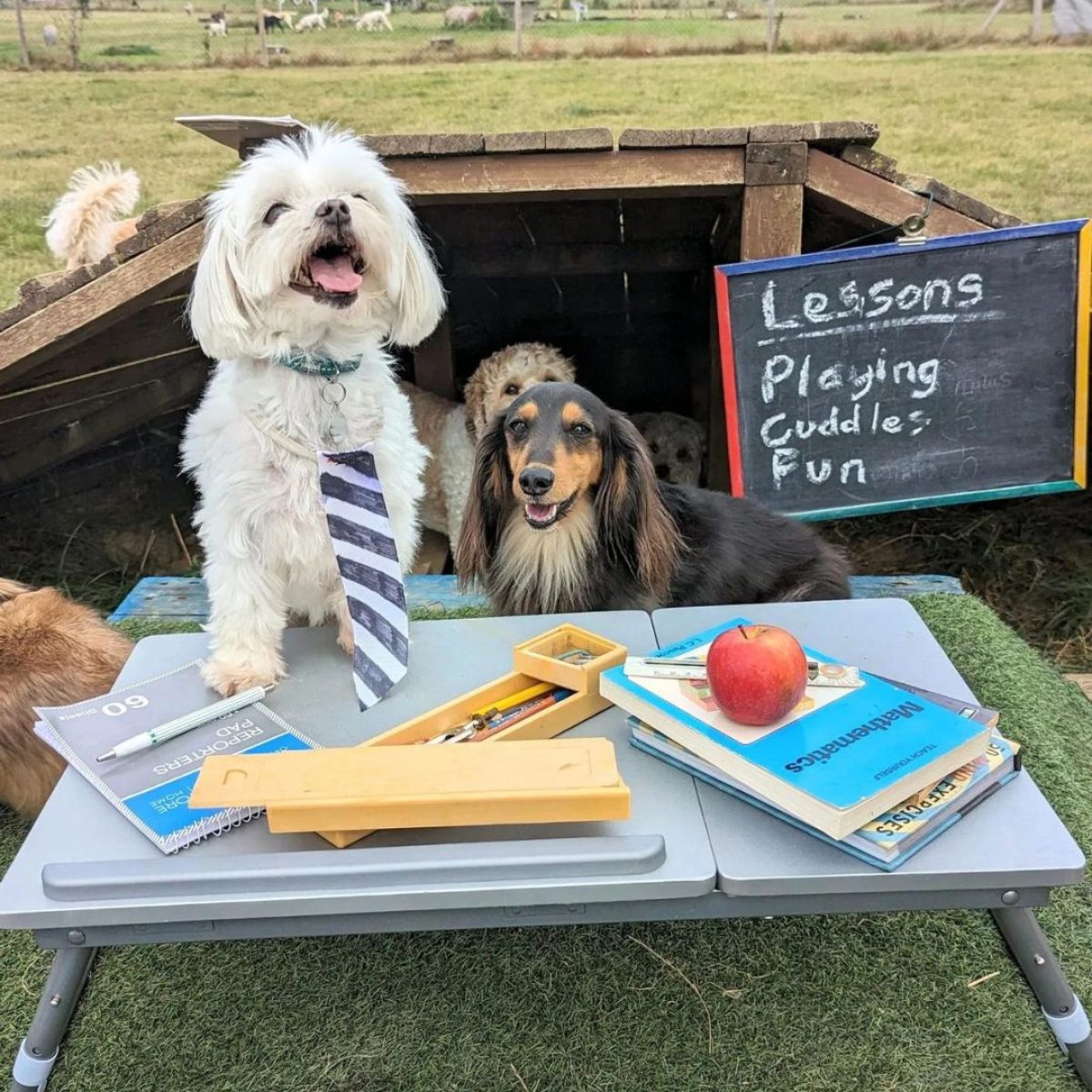 Bark to school