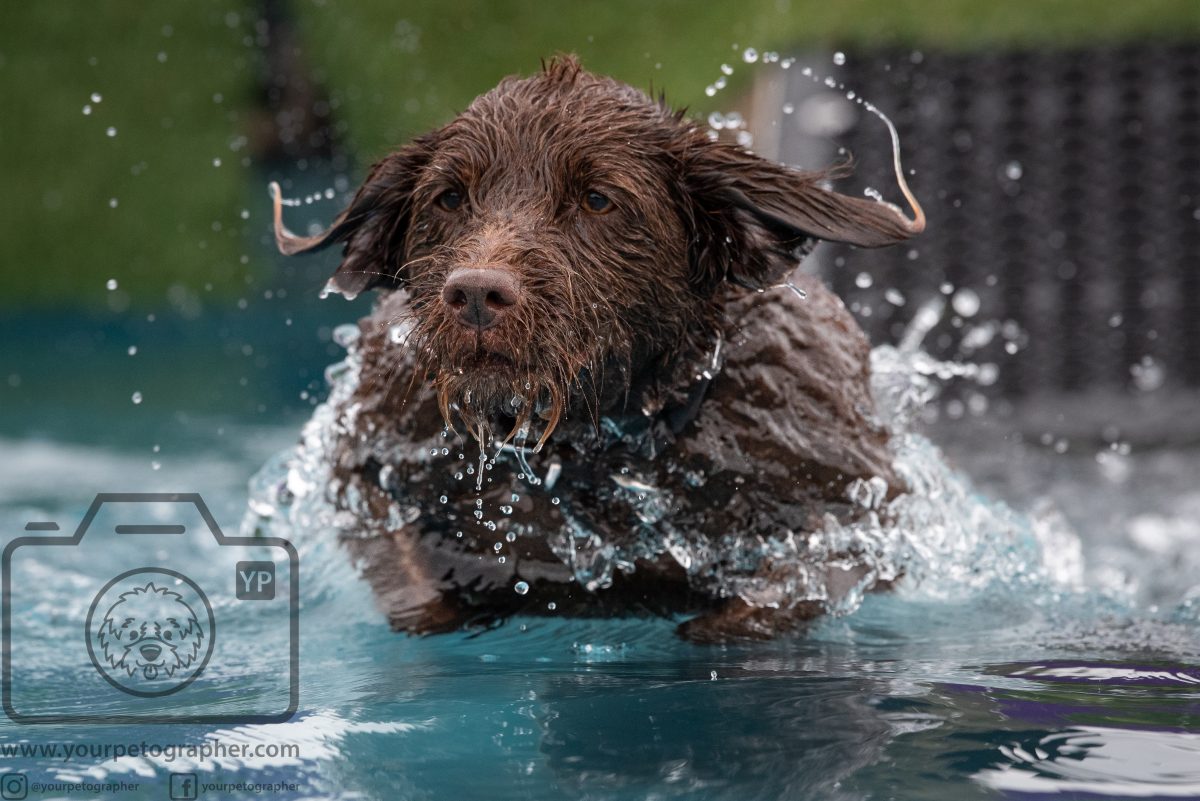 Bruce's Doggy Day Festival - K9 Aquasports Splash