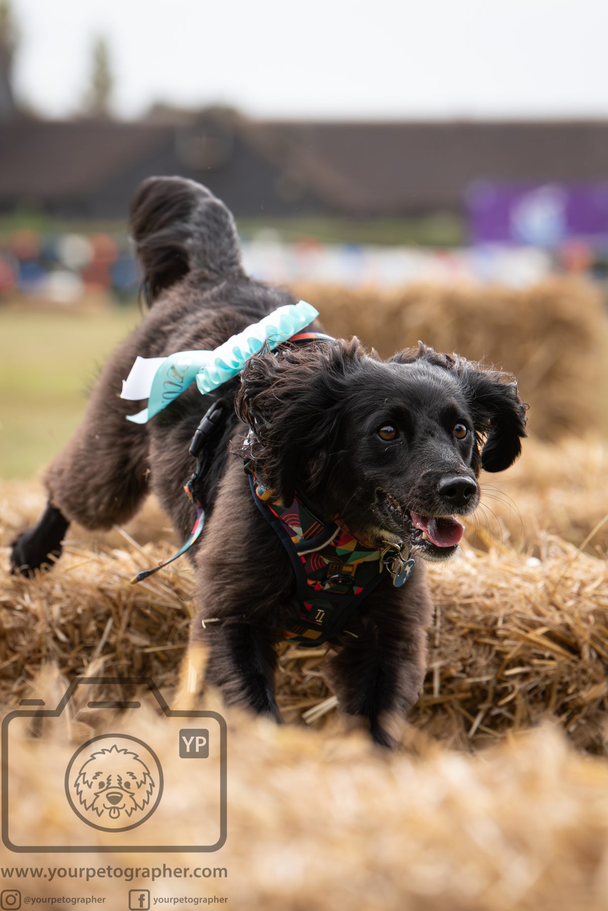 Bruce's Doggy Day Festival - Steeplechase Darcy