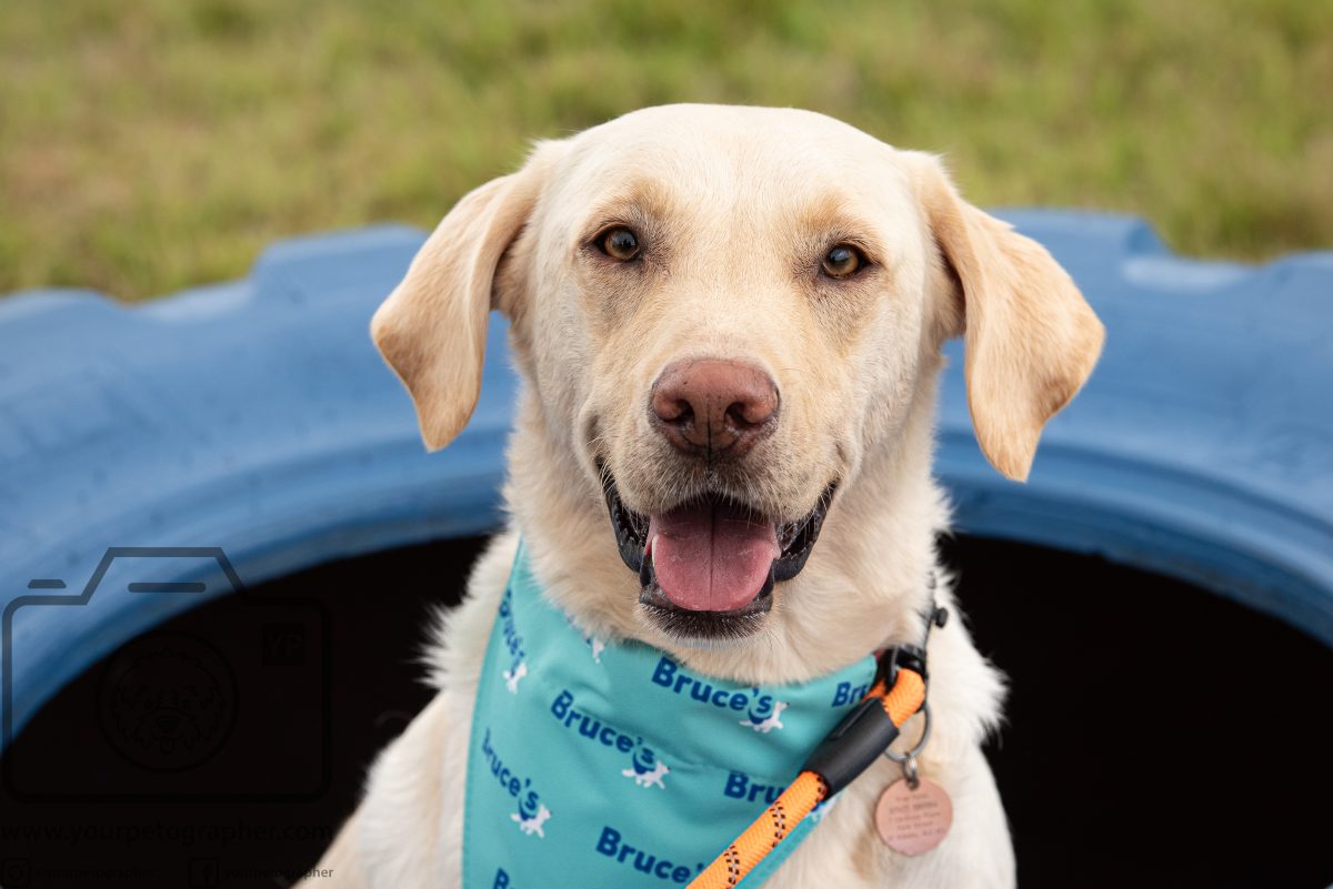 Bruce's Doggy Day Festival - Dog in Bandana
