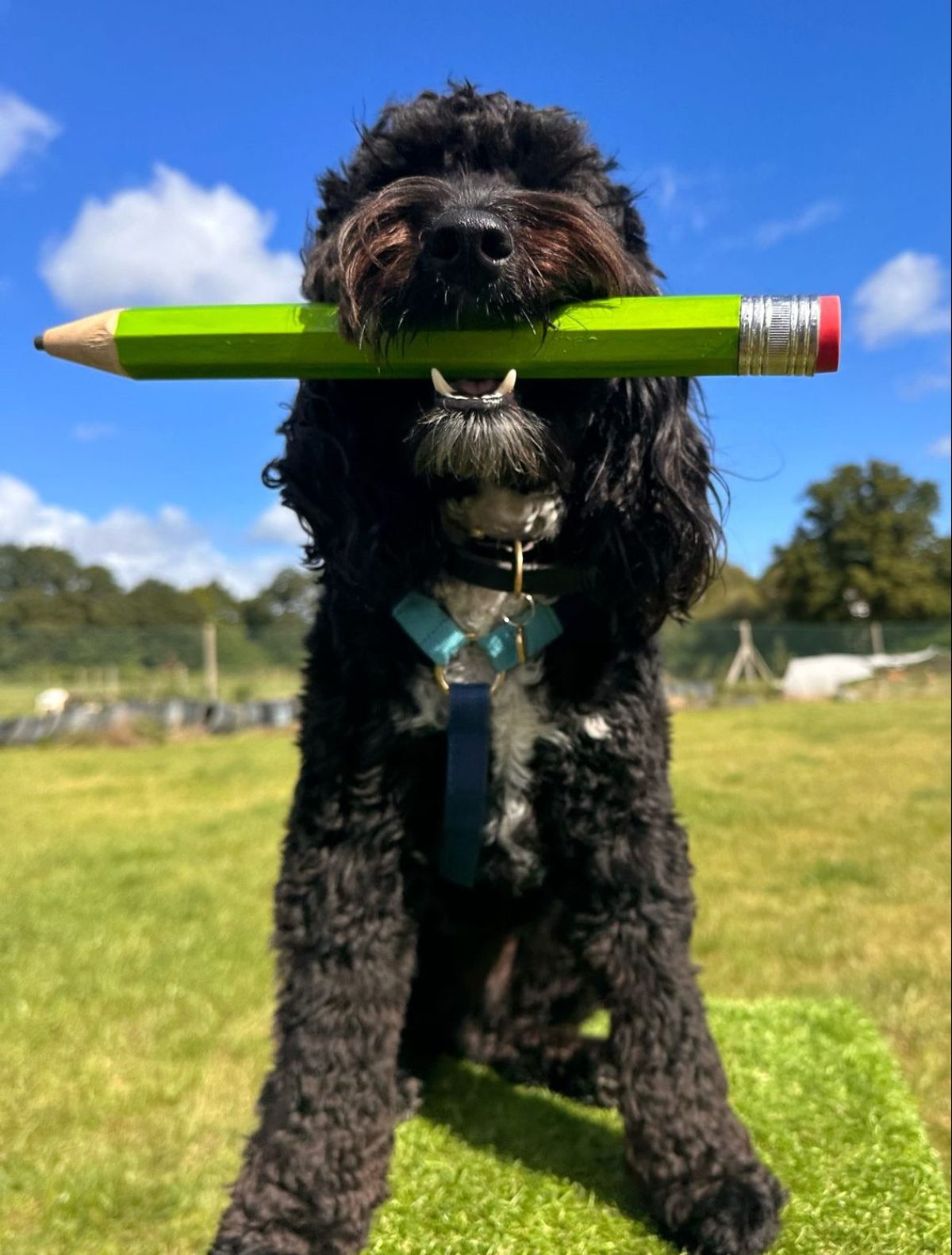 black curly cockerpoo with giant pencil