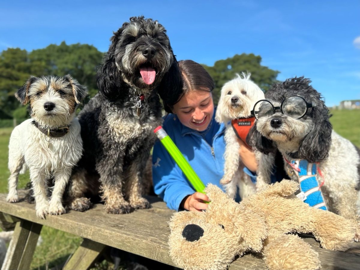 Group of dogs a day care during bark to school week