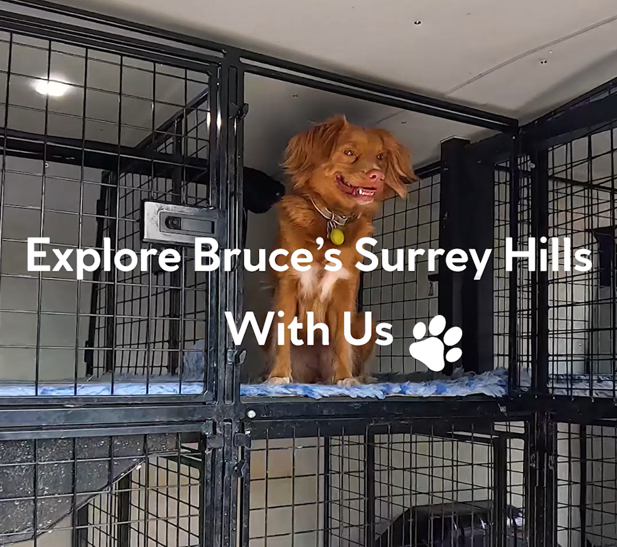 Surrey Hills centre tour video