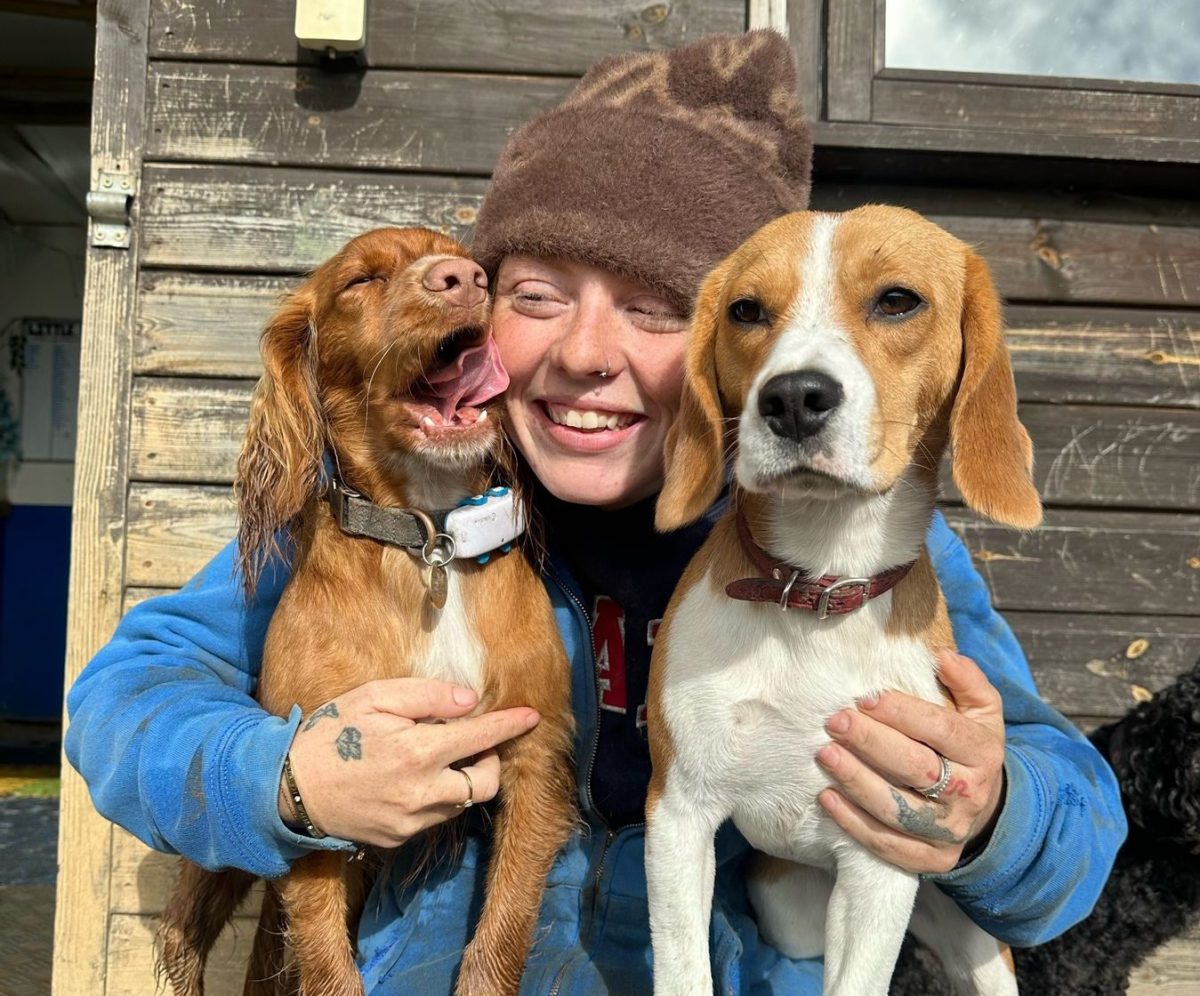 beagle and spaniel with dog carer