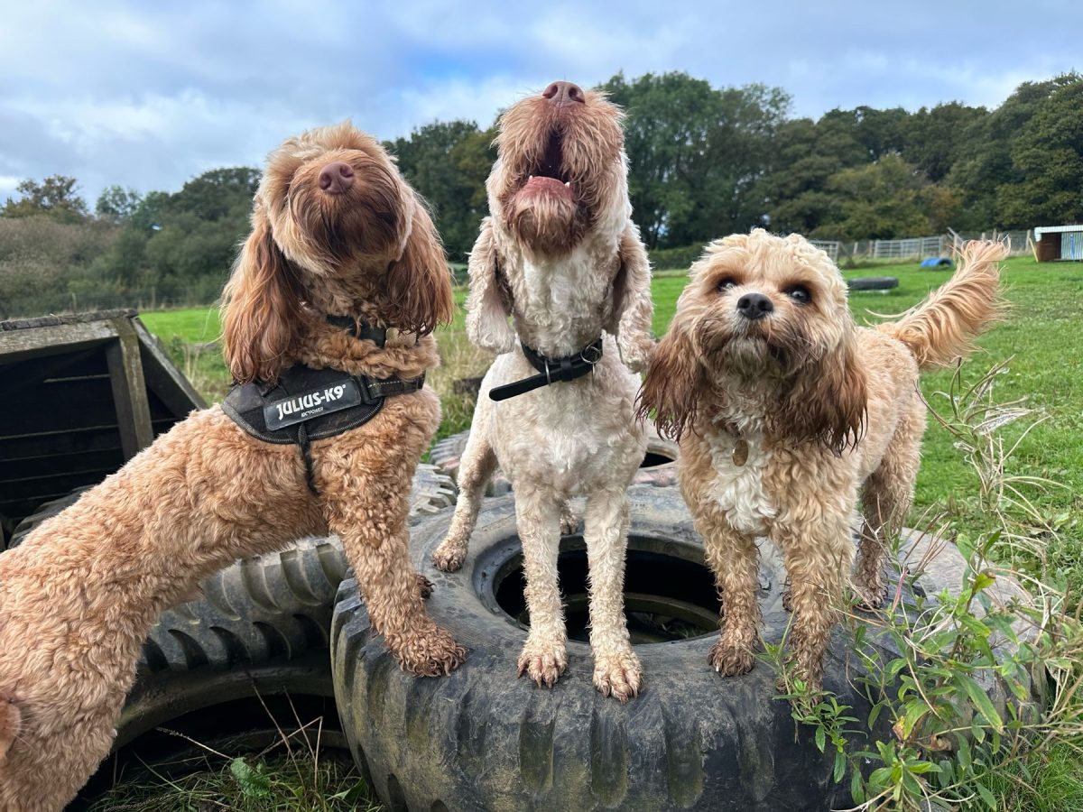 three dogs standing on a tyre
