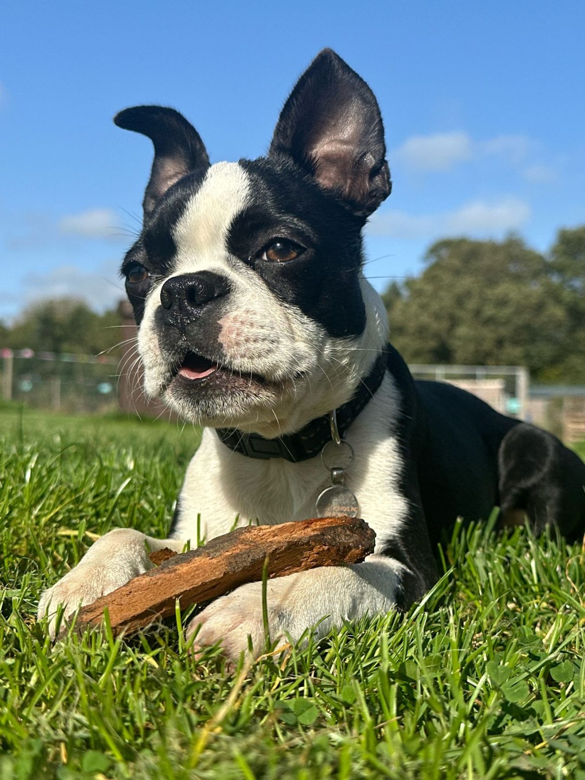 frenchie lying in a field with a stick