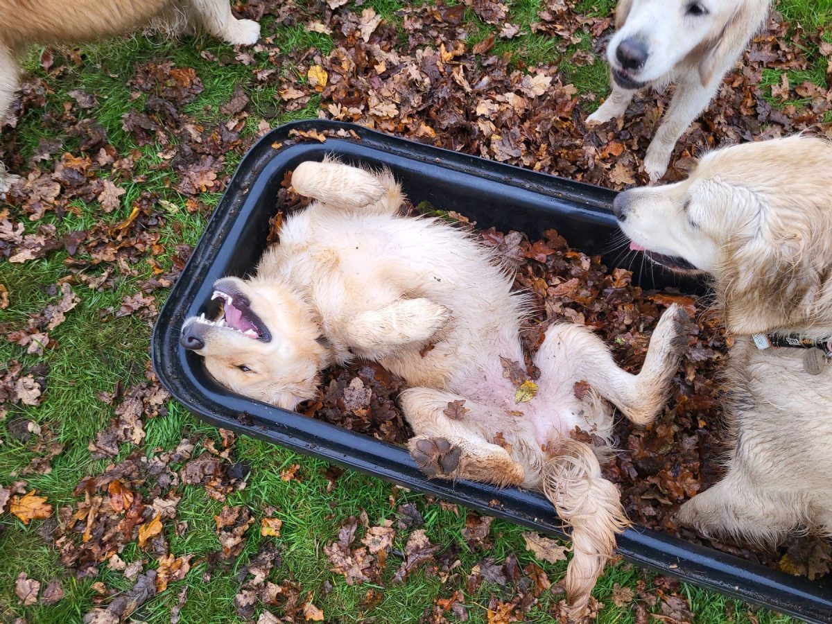 dogs playing in a bucket of leaves