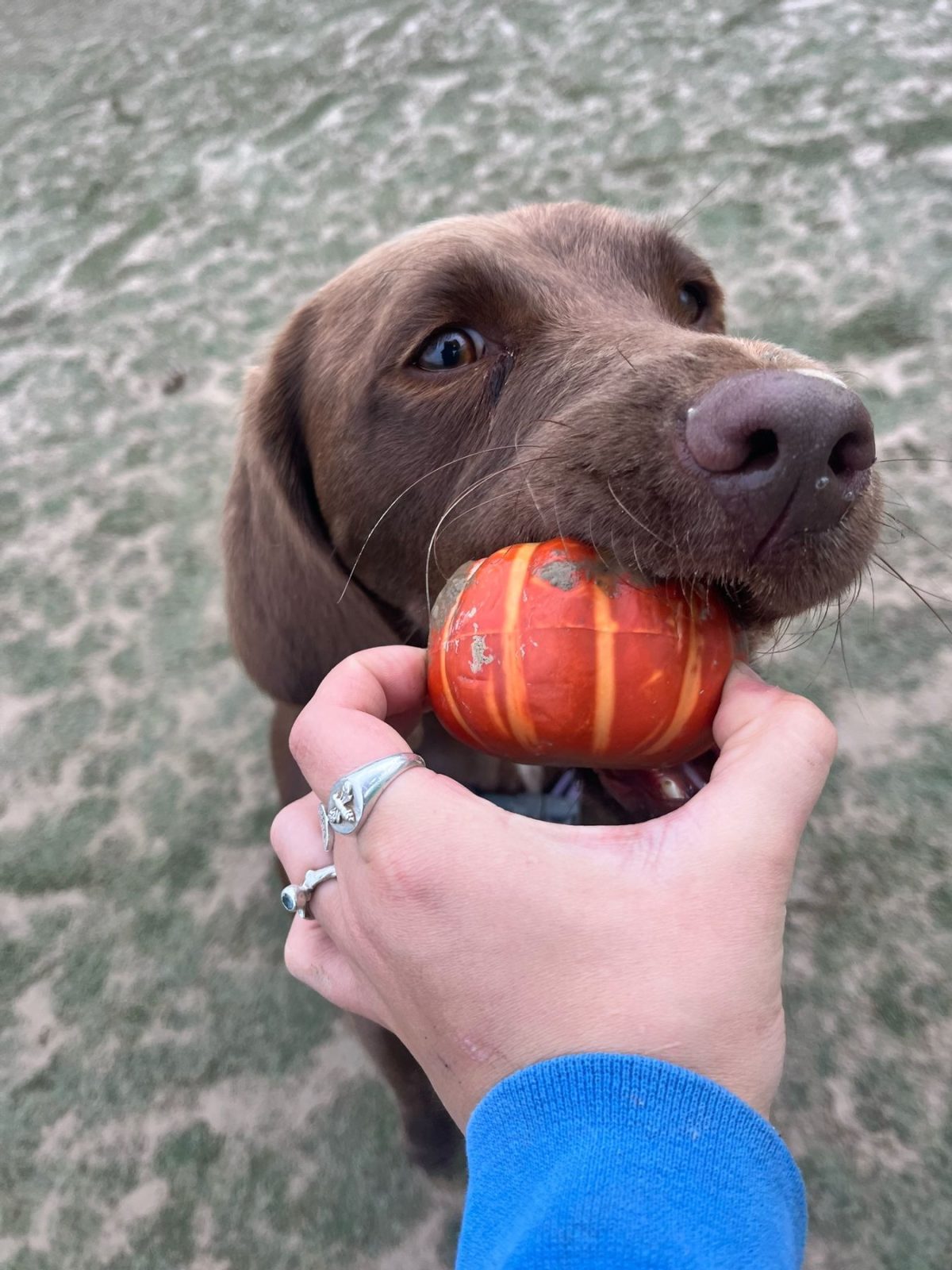 brown labrador chewing a mini pumpkin
