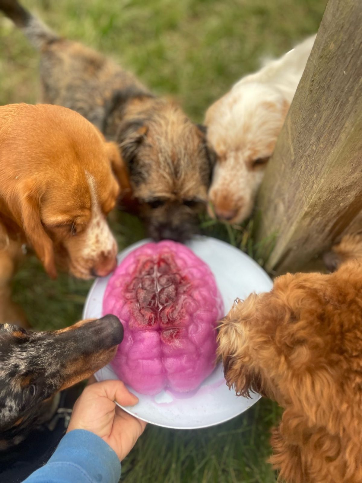 5 dog eating a brain shaped snack from a plate