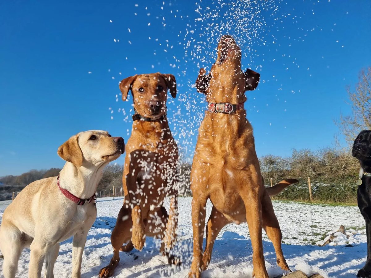 three labradors having fun in the snow
