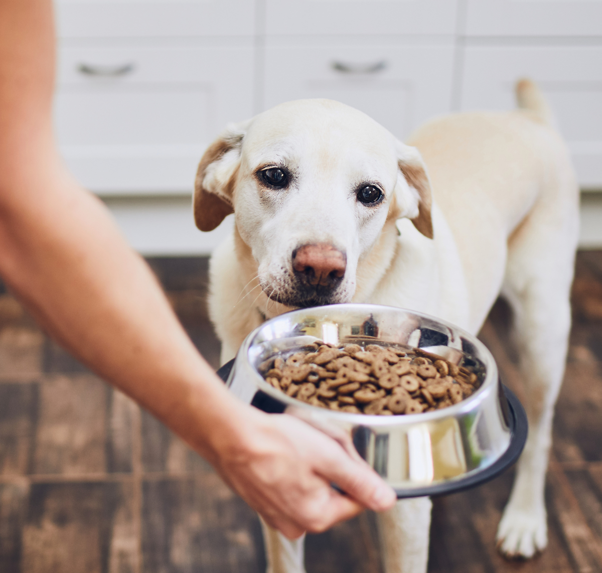 dog with dry food