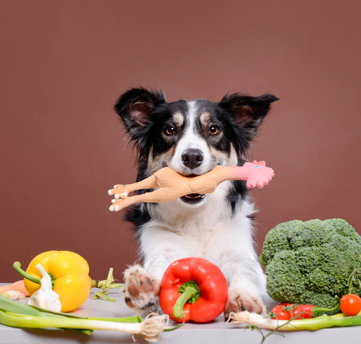 Healthy eating dog