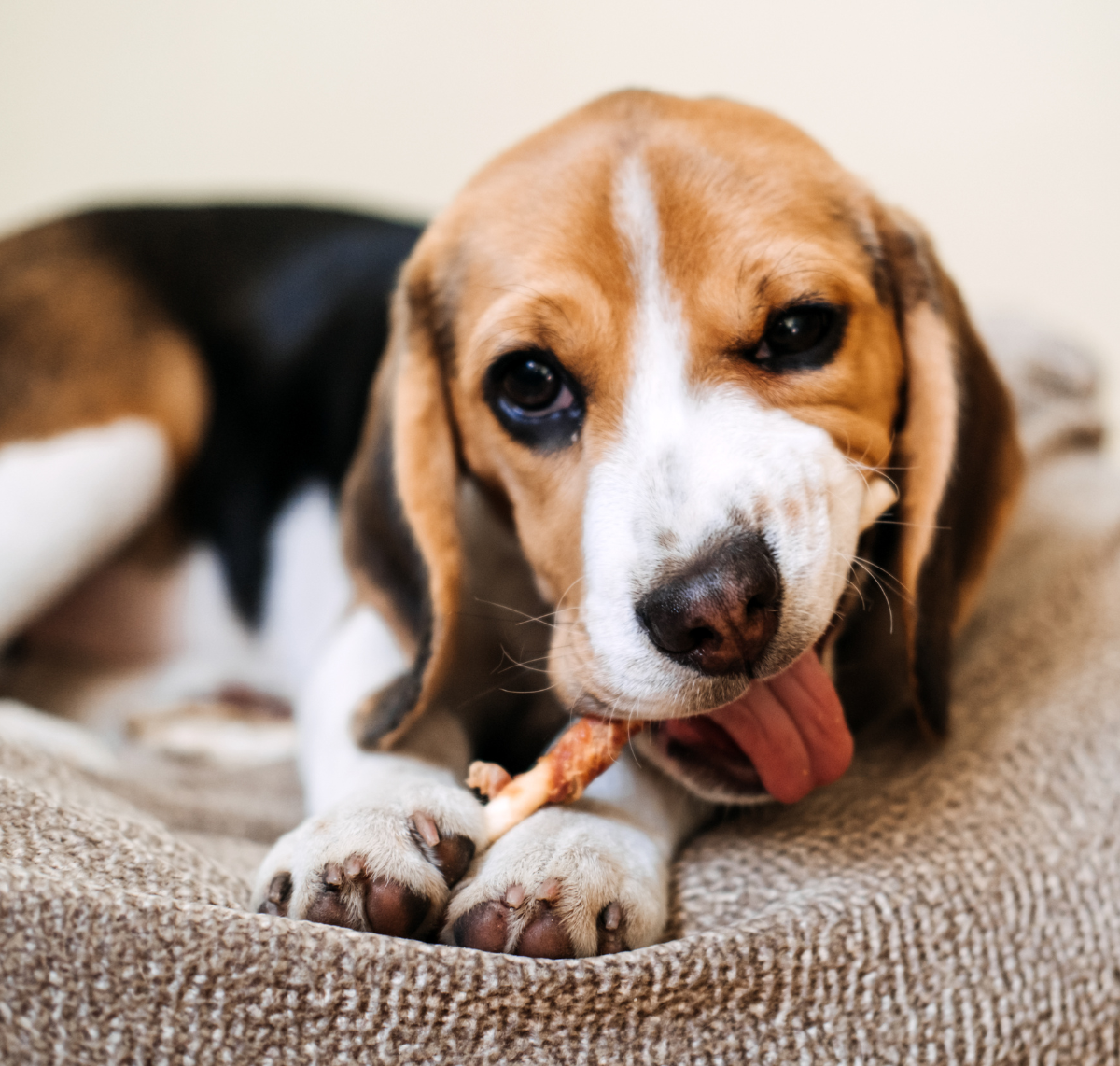 Beagle eating