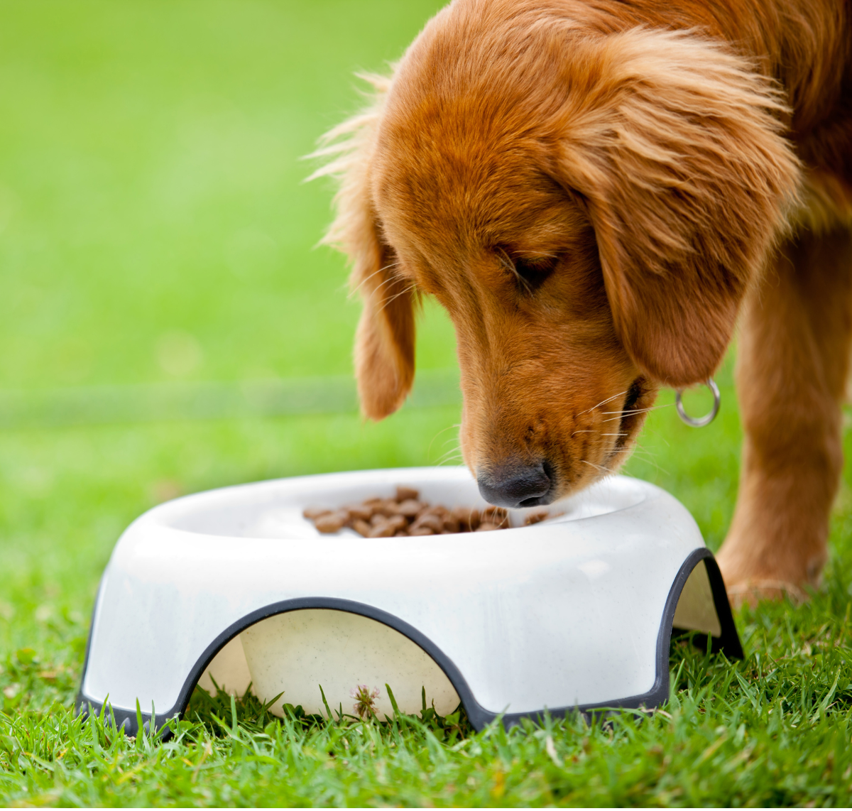 dog eating from food bowl