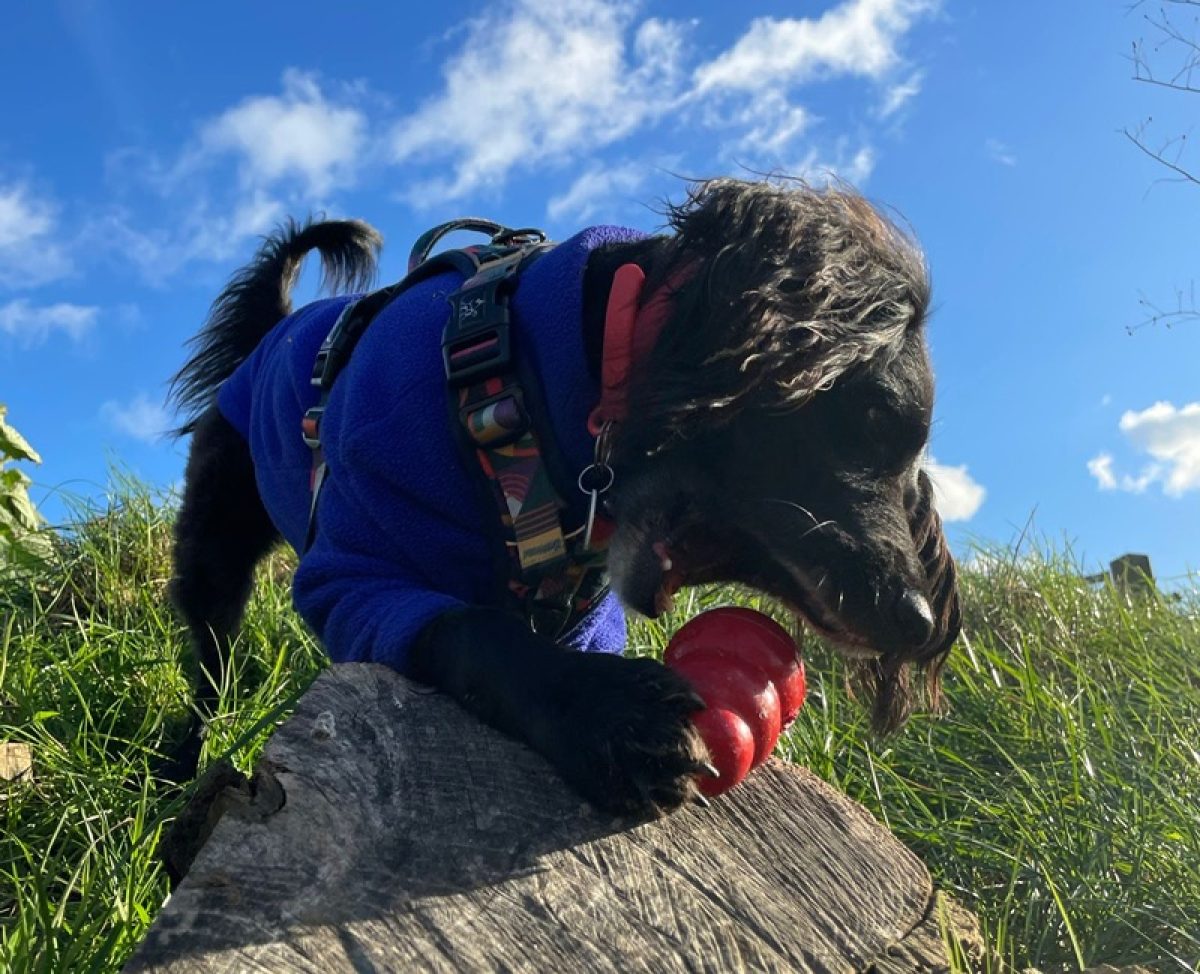 dog playing with a kong toy