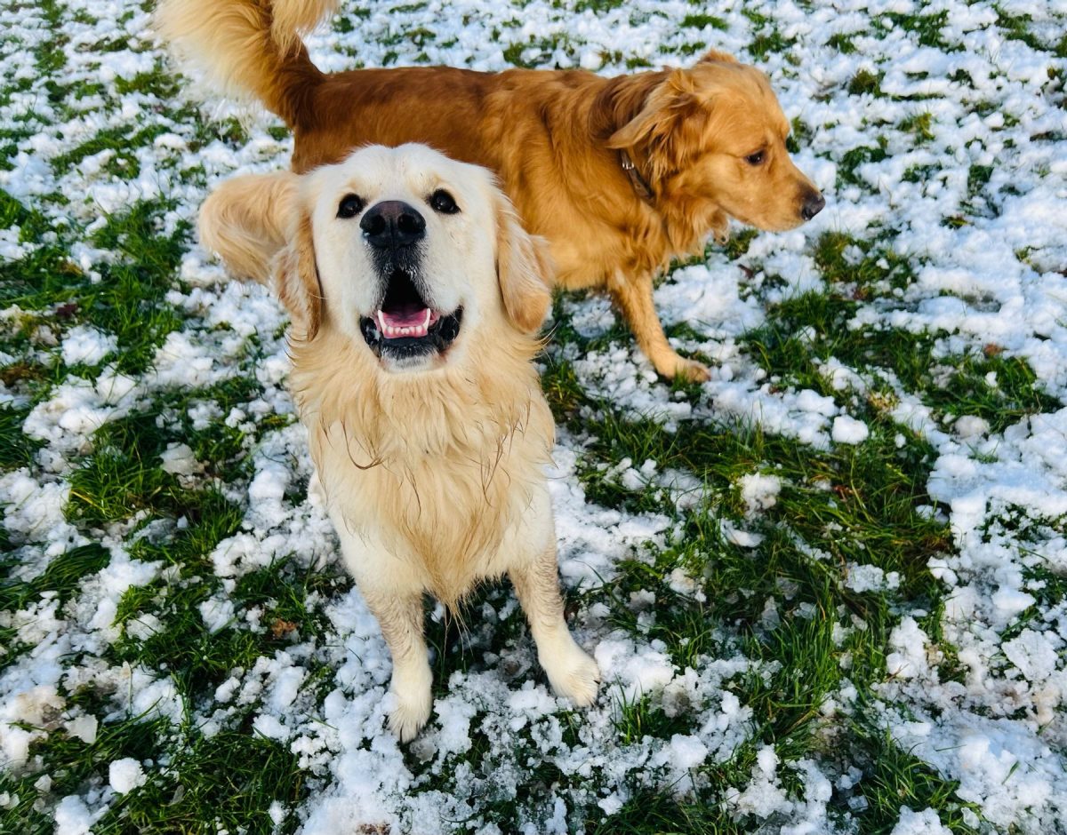 Two golden retrievers happy in the snow