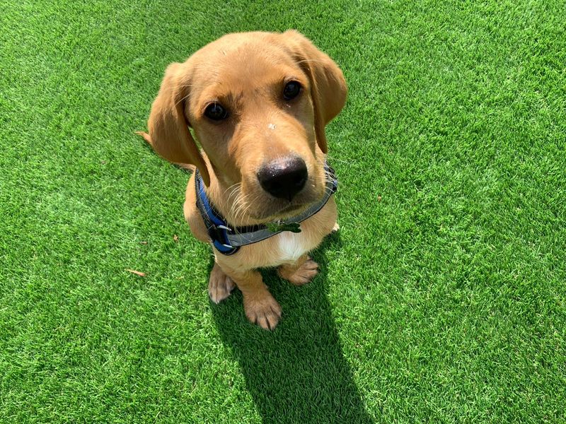 Goldador puppy sitting on the grass