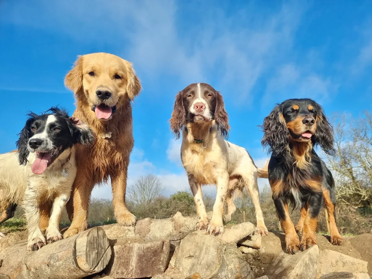 three spaniels and a golden retriever standing on a mound