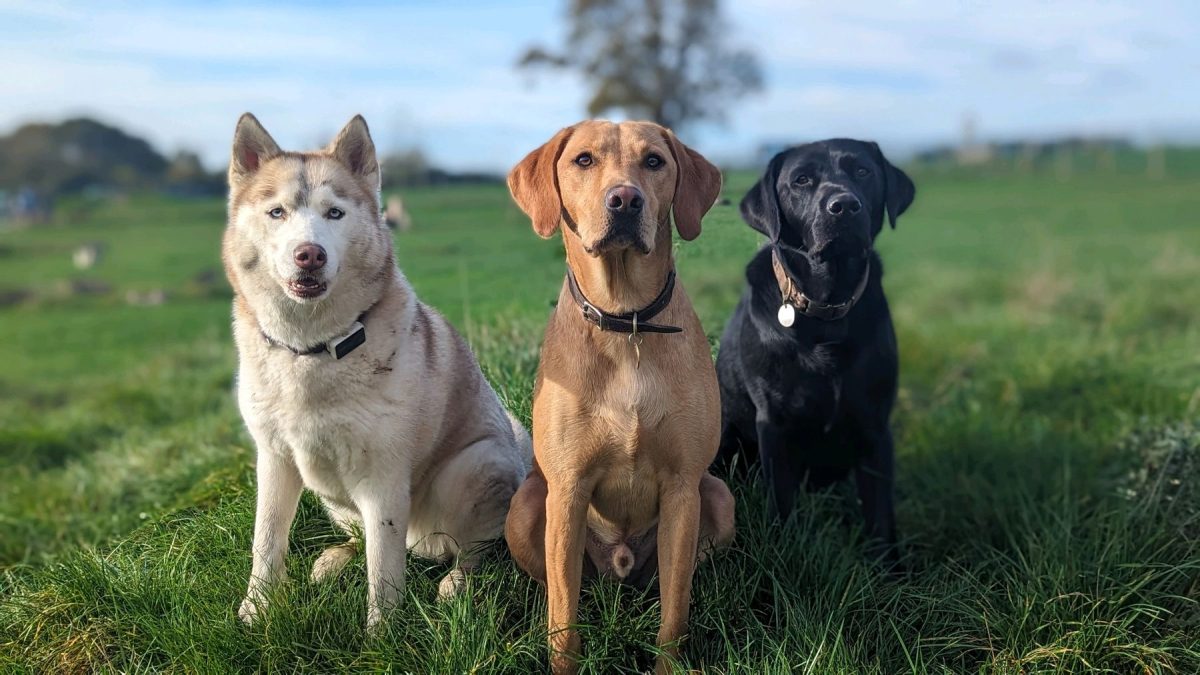Doggy friends at day care