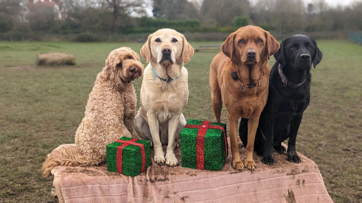 Christmas at Bruce's Doggy Day Care 2025