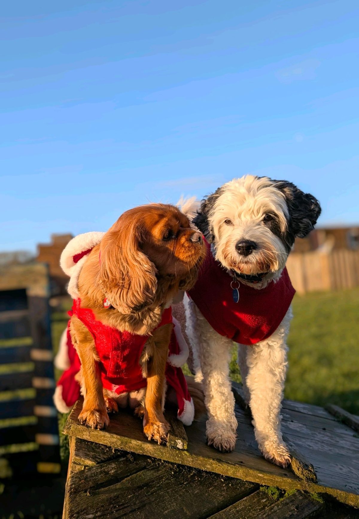 Christmas at Bruce's Doggy Day Care 2025