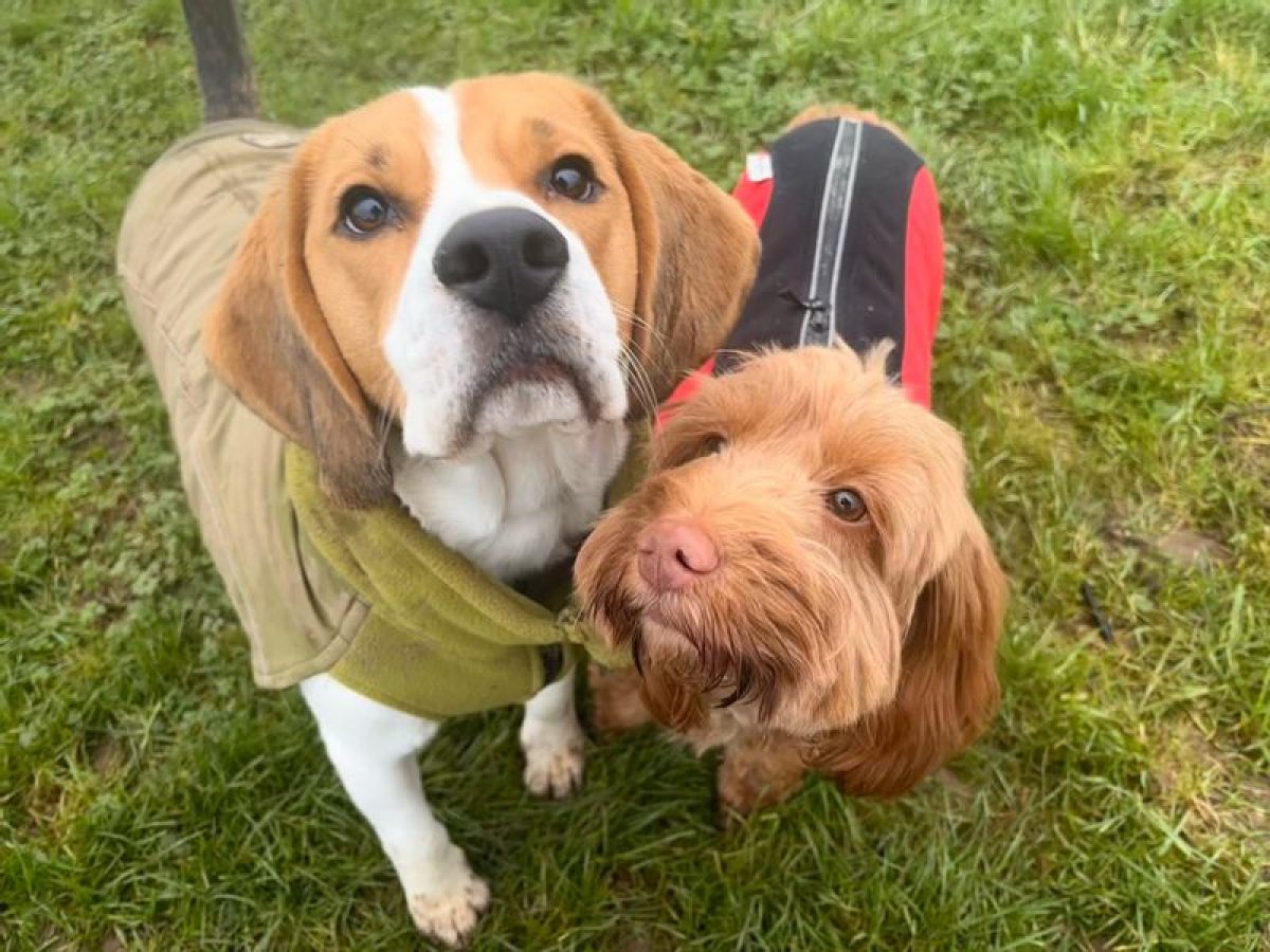 A beagle and cavapoo looking happy together at day care