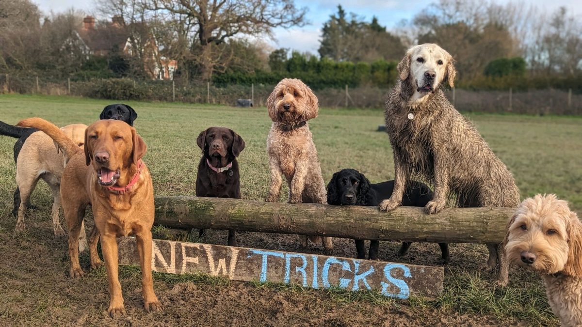 group of muddy dogs in field