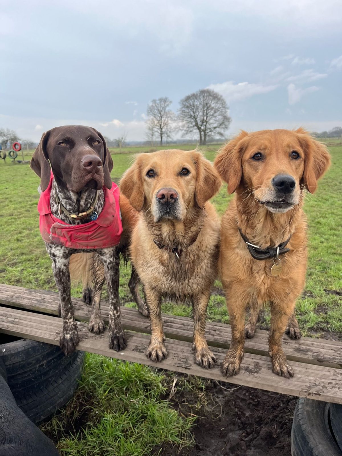 3 dogs with muddy paws in field