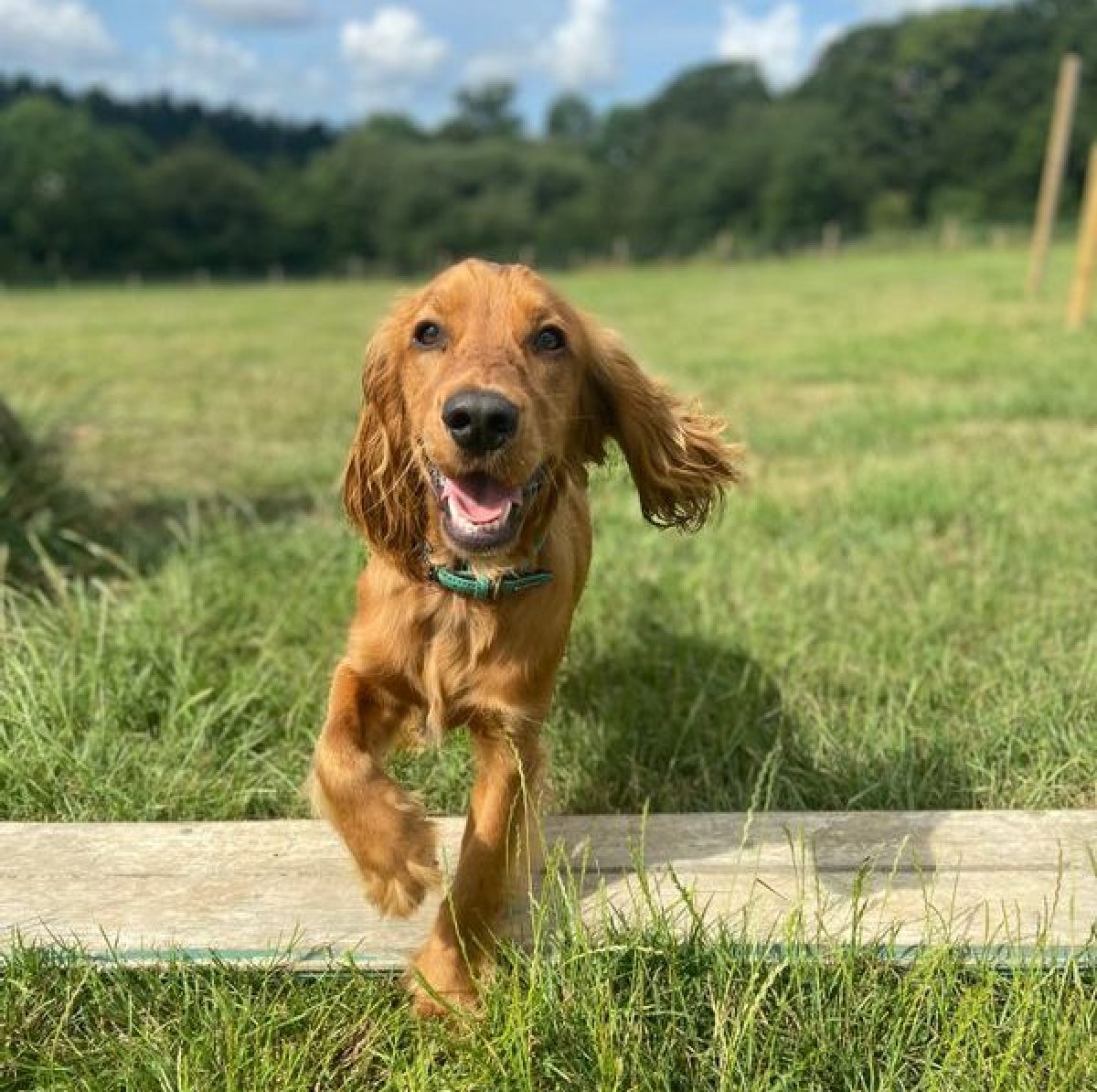 Gus the spaniel - case study