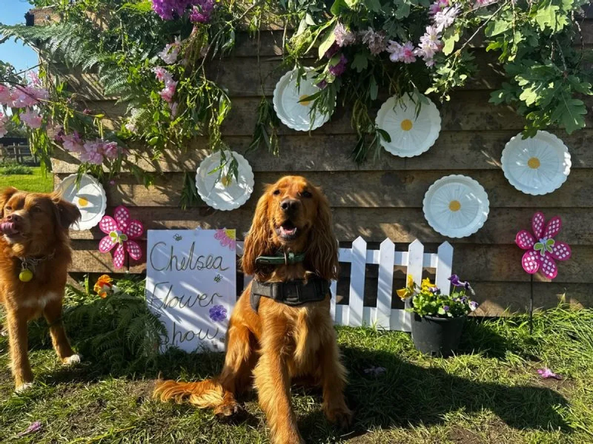 spaniel sitting with flowers