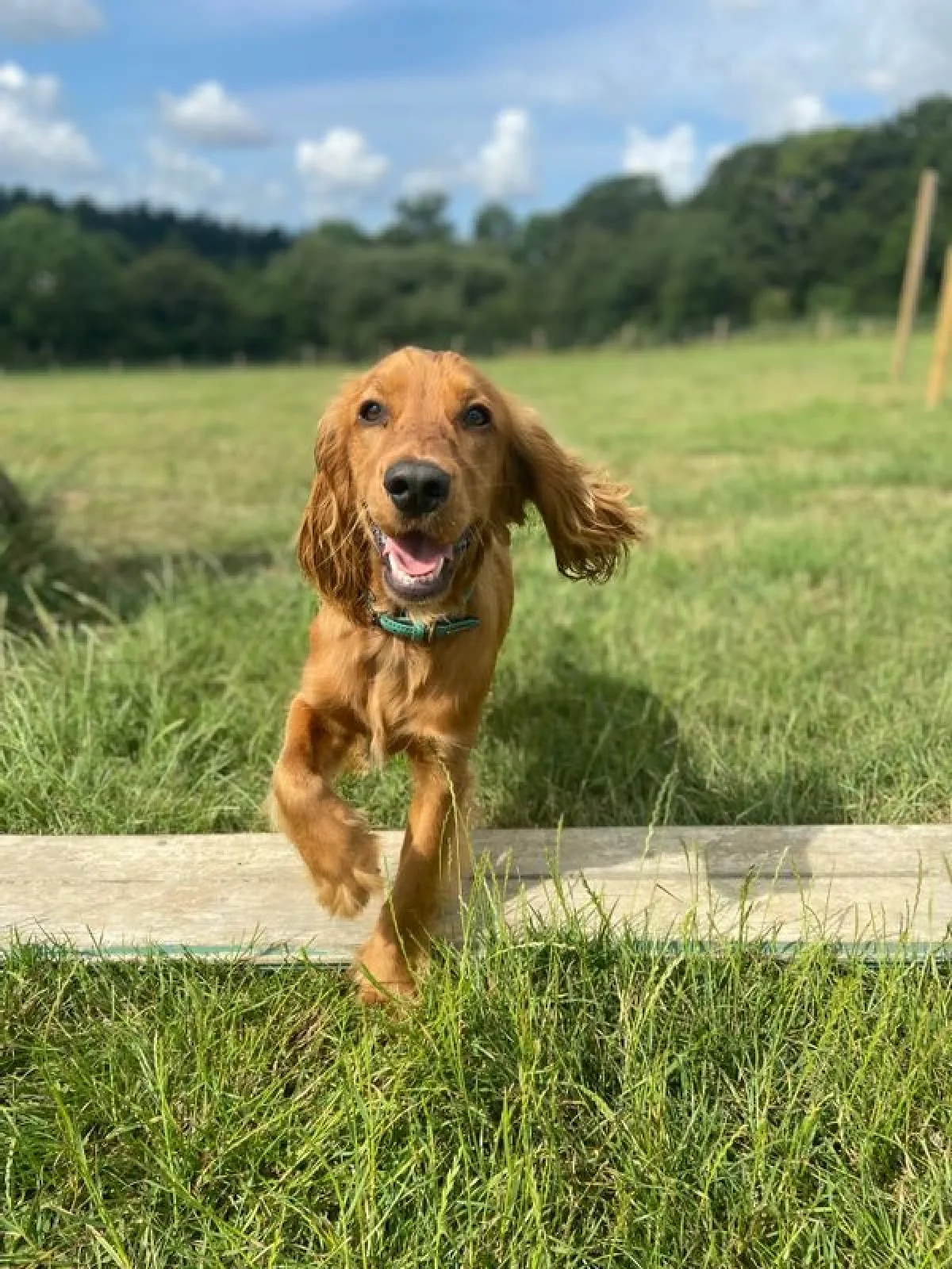 spaniel running in a grass field