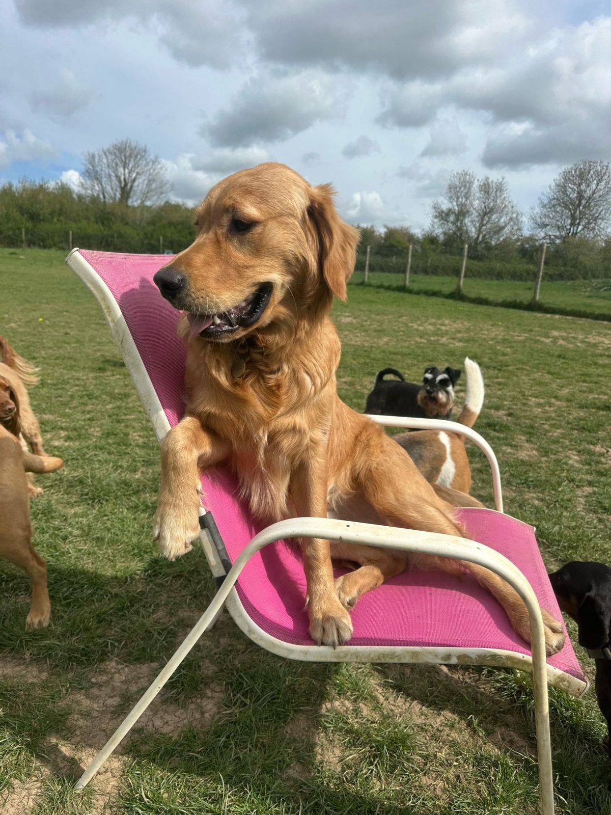 Golden Labrador relaxing in a deck chair