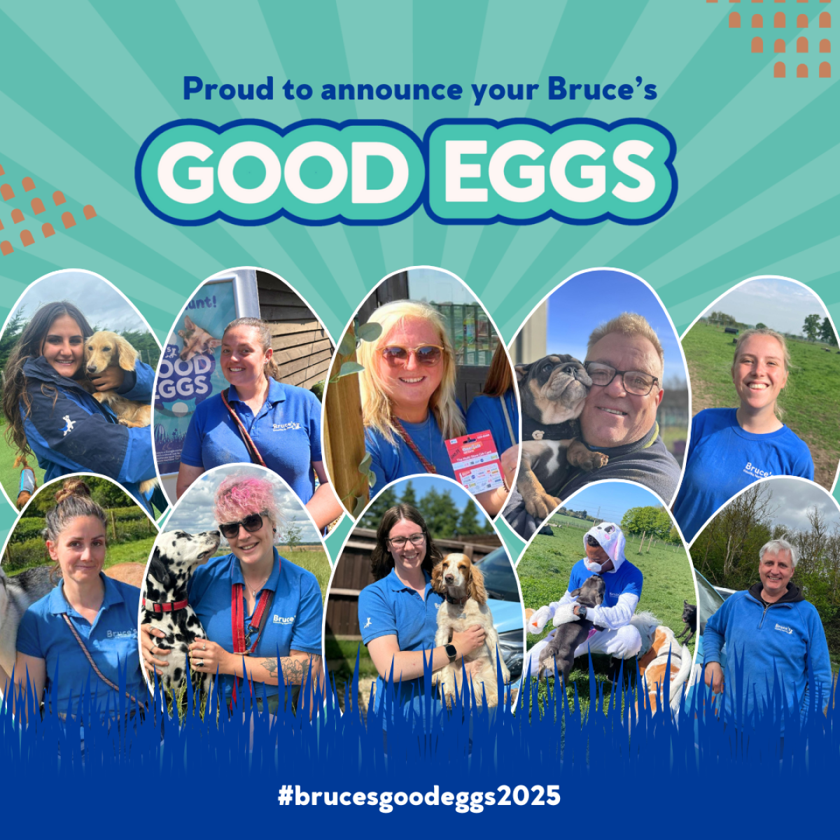 Bruce's Good Eggs, 2025